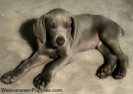 This new puppy checklist will help you get organized for a new Weimaraner puppy like this one.