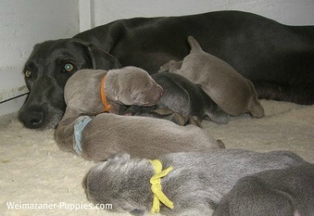 Weimaraner breeders carefully select parents for their dog litters.