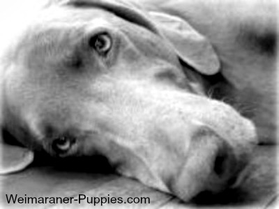 Weimaraner best sale puppies rescue