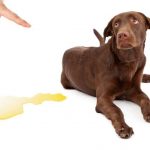 Weimaraner with dog urine stain on floor